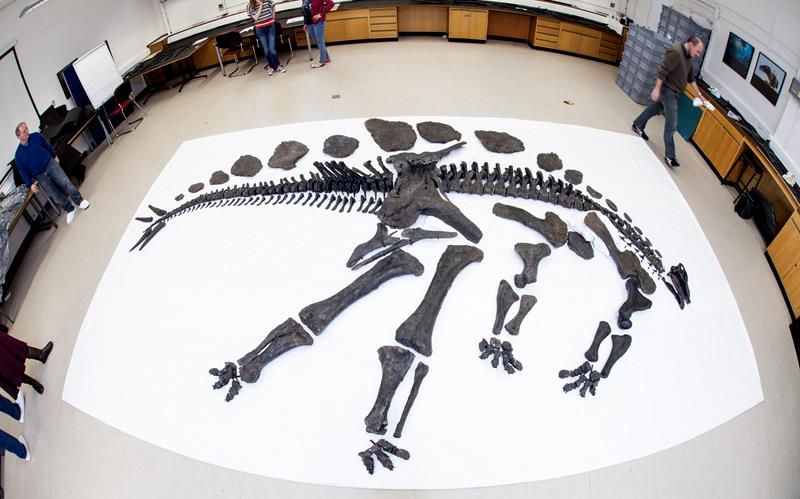 dinosaur dig a dinosaur skeleton stegosaurus