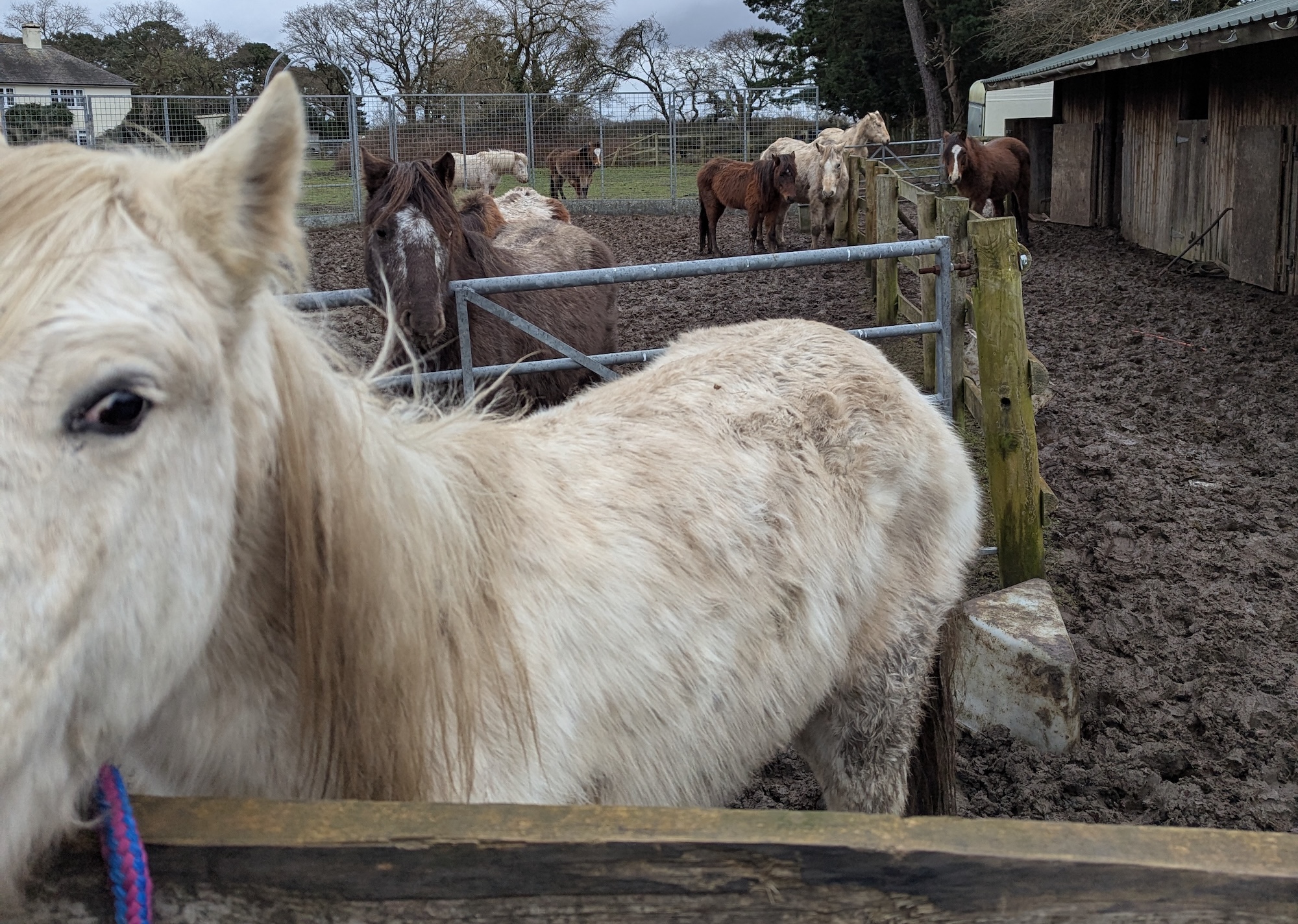 Neglected horses in a muddy field