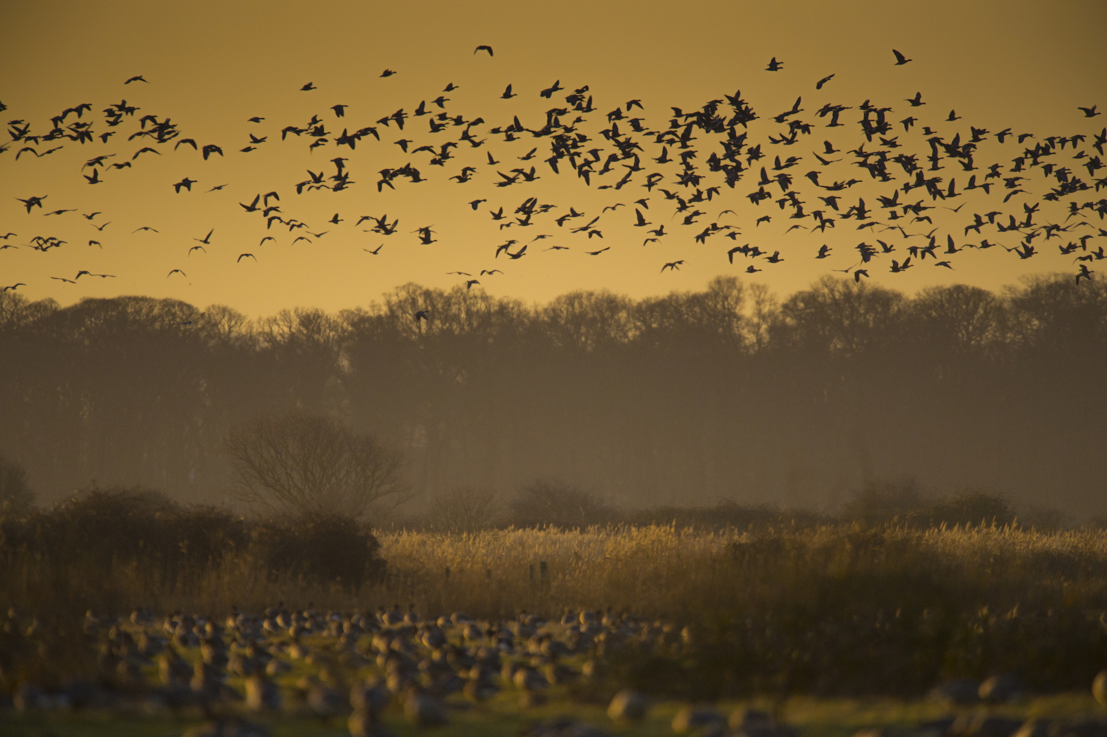 Pink-footed Geese, Anser brachyrhynchus, taking off from feeding grounds in Norfolk.