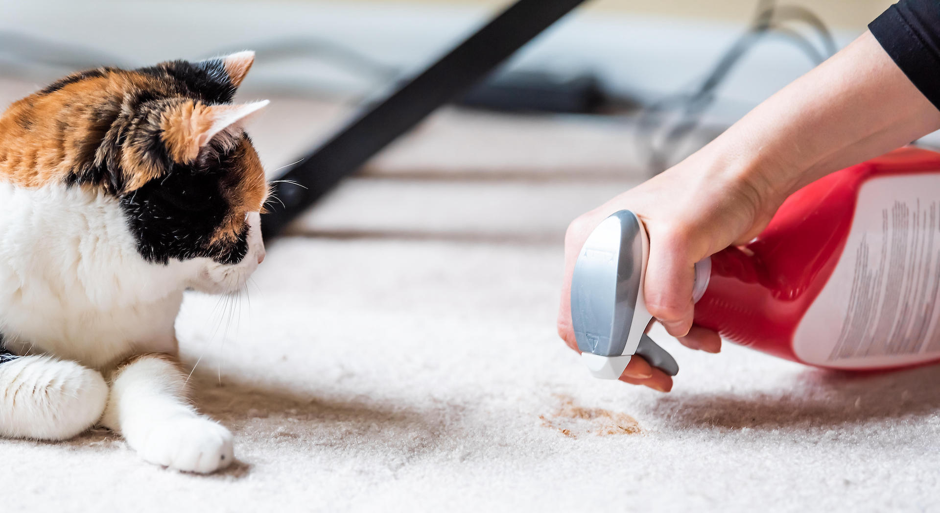 Cat looking at cleaning spray