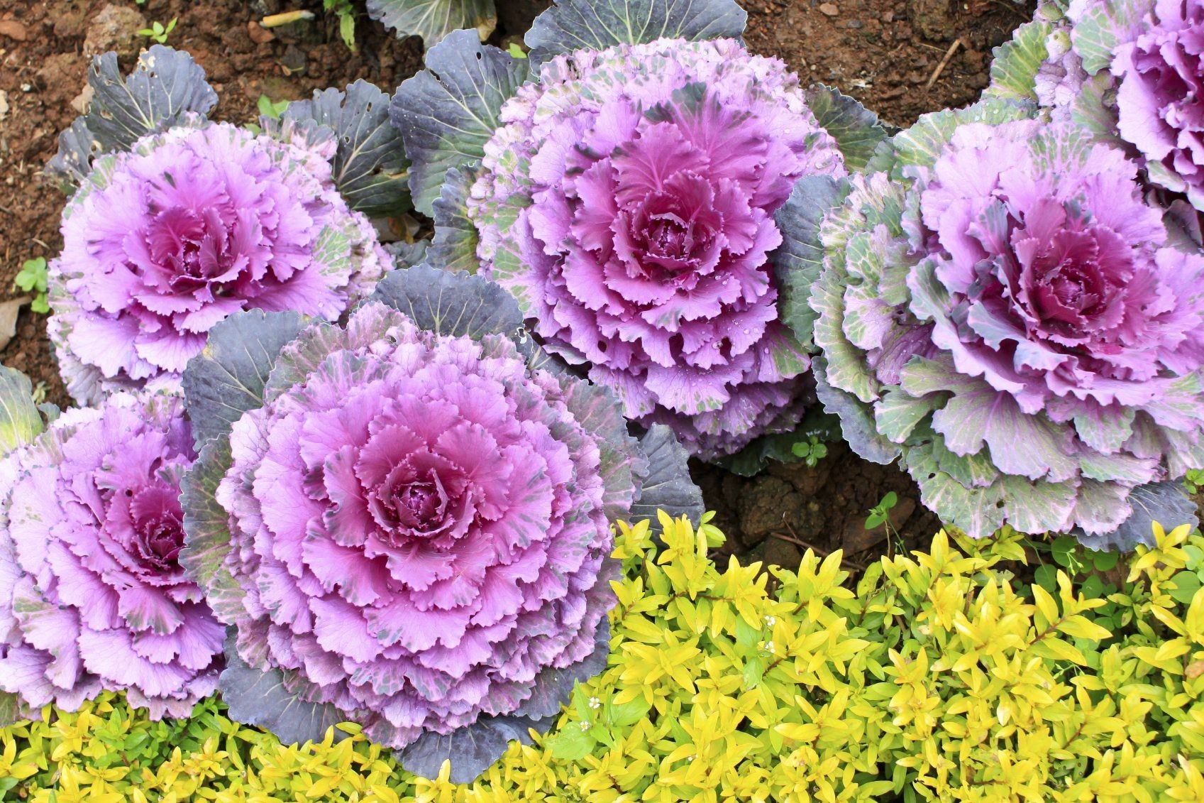 Autumn Blooming Plants - What Are Some Fall Blooming Perennials And