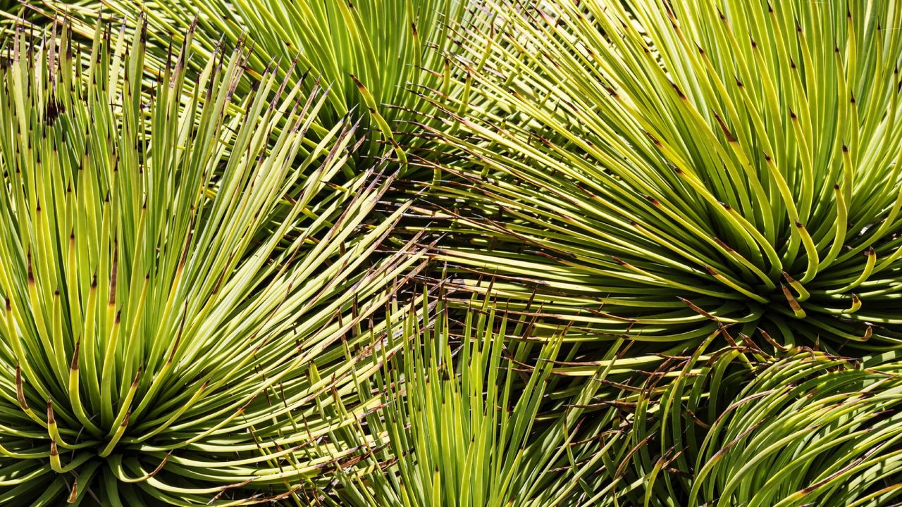 close up view of yucca leaves