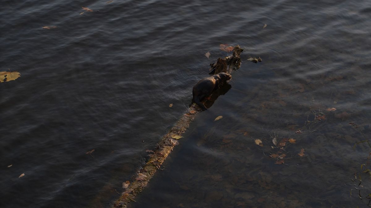 A North American River Otter catching fish in a river