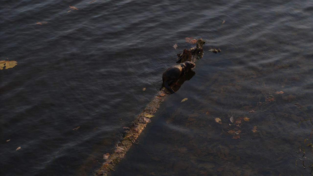 A North American River Otter catching fish in a river