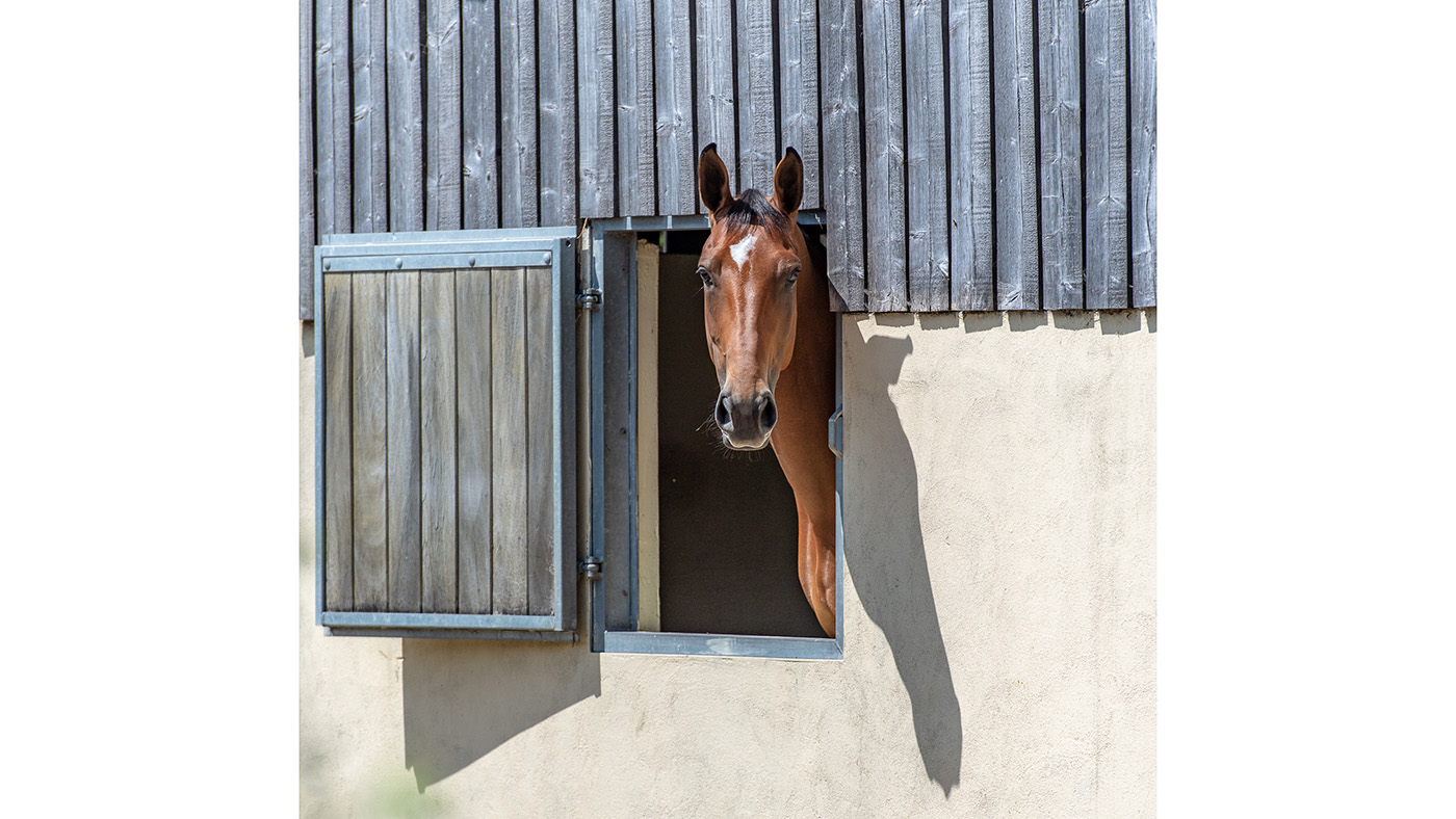 Coral Keen April stable