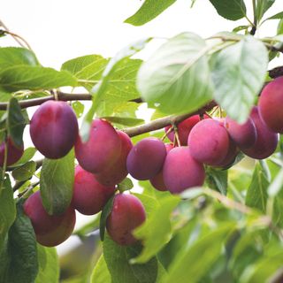 Purple-pink plums growing on plum tree