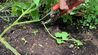 Pruning low-hanging branches from tomato plant