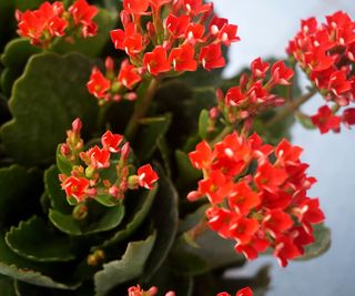 christmas cactus