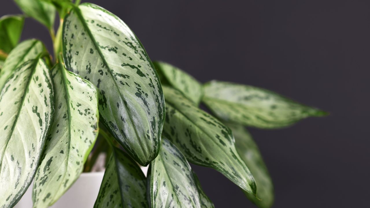 Why are my Chinese evergreen leaves turning yellow