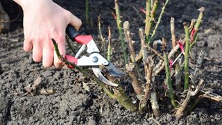 A rose bush being cut back with a pair of pruning shears
