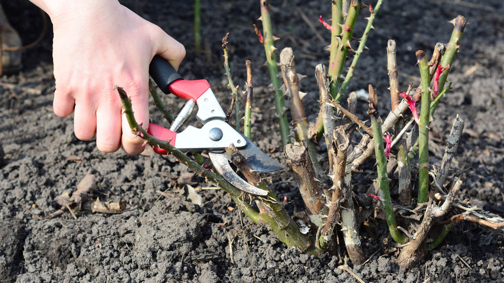 Rose bush is cut with pruning shears