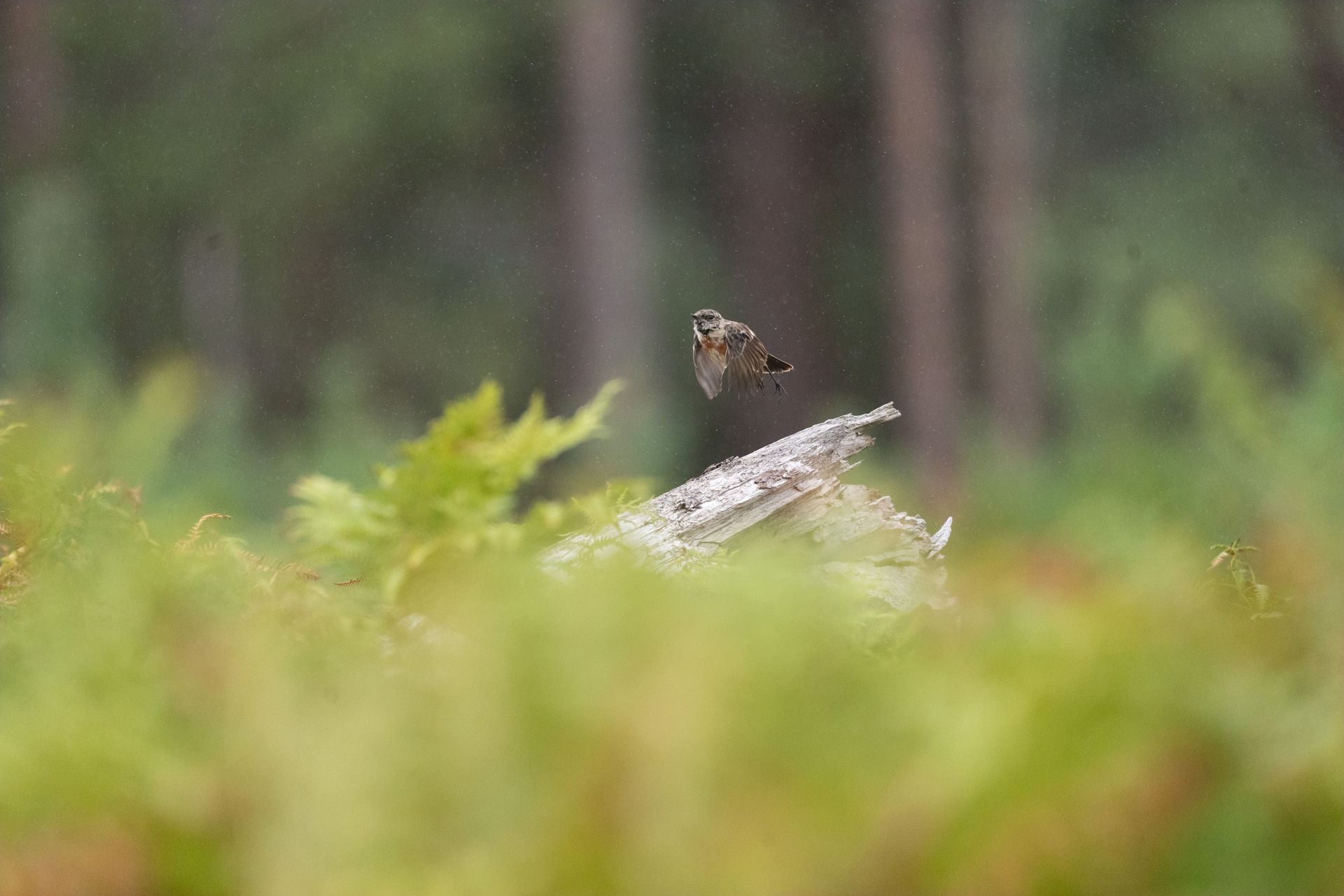 Telephoto image of a small bird on a fallen tree that emerging from ferns in a nature reserve, taking flight