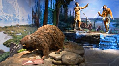 A giant beaver from the Ice Age seen in this exhibit at the Kenosha Public Museum in Wisconsin. 