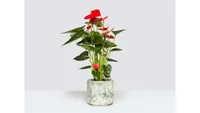 Best Indoor Plants - Best Air Purifying Indoor Plants - Flamingo Lily Anthurium Patch Plants