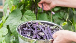 how to grow French beans: picking climbing French bean variety Cosse Violette