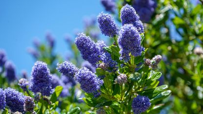 Ceanothus or California lilac flowering against blue sky