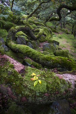 Yellow Oak leaves on a moss covered old Oak bough with twisty branches leading into the distance. Taken at Burbage brook in the Peak District, Derbyshire.