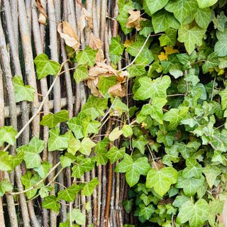 Ivy climbing over wooden fence