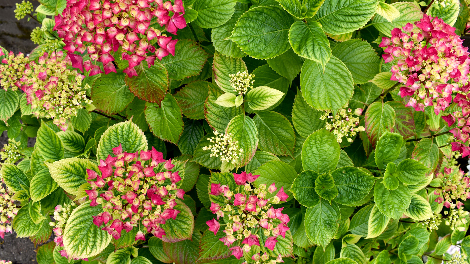 hydrangea shrub with chlorotic leaves and bright pink flowers