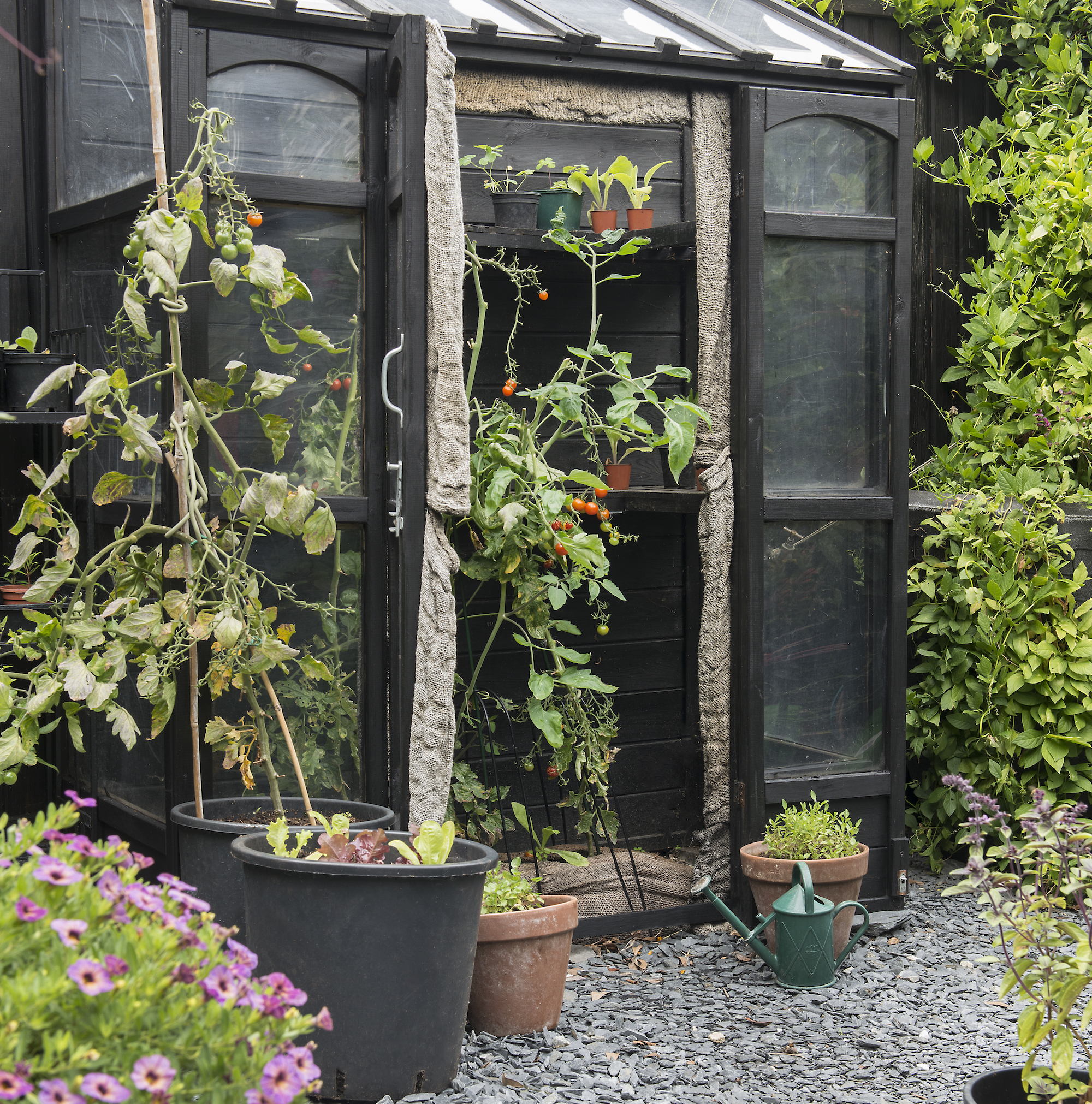 greenhouse with tomatoes growing in plants