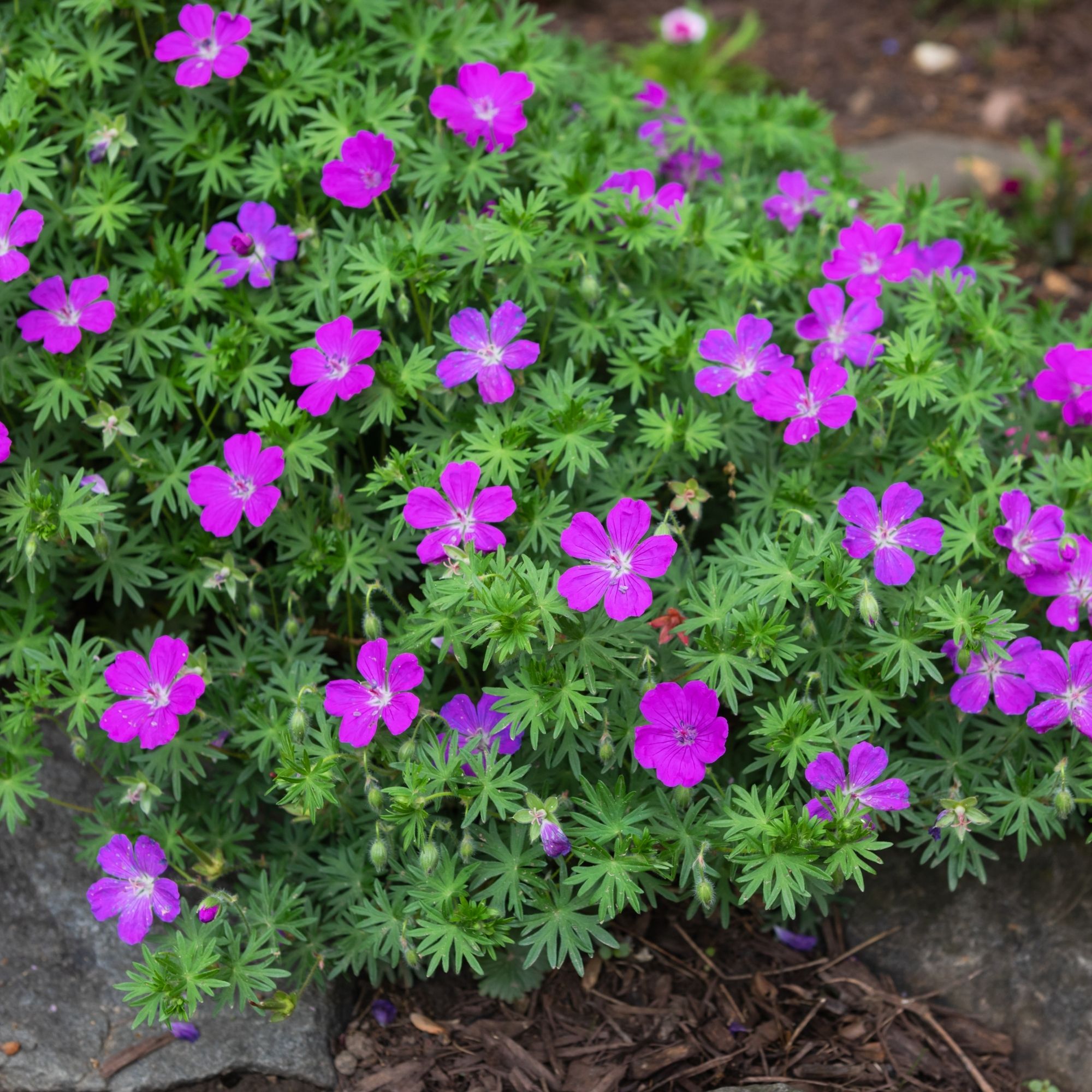 hardy geraniums