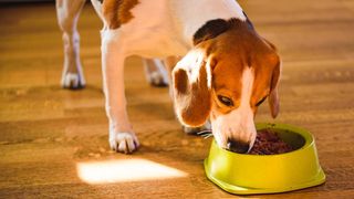 best dog food for senior dogs