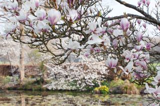 a magnolia by a water feature