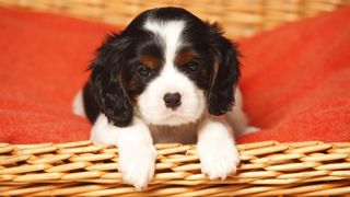 King Charles puppy with paws