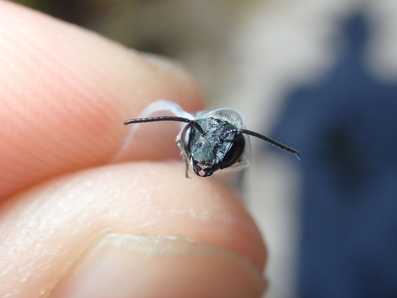 The blue calamintha bee.