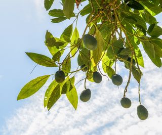 Avocado in sunlight