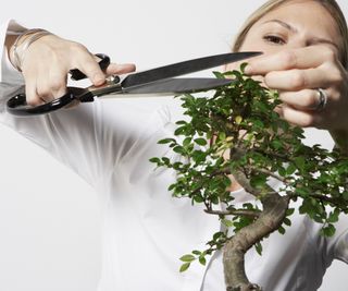 Pruning a bonsai tree