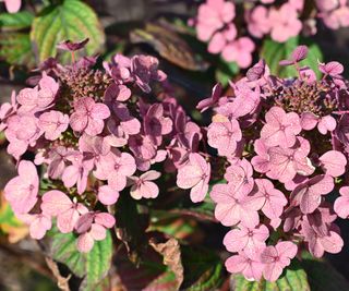 Quick Fire hydrangea in bloom with pink flowers