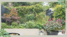 Garden filled with shrubs and potted flowers suffering silent drought