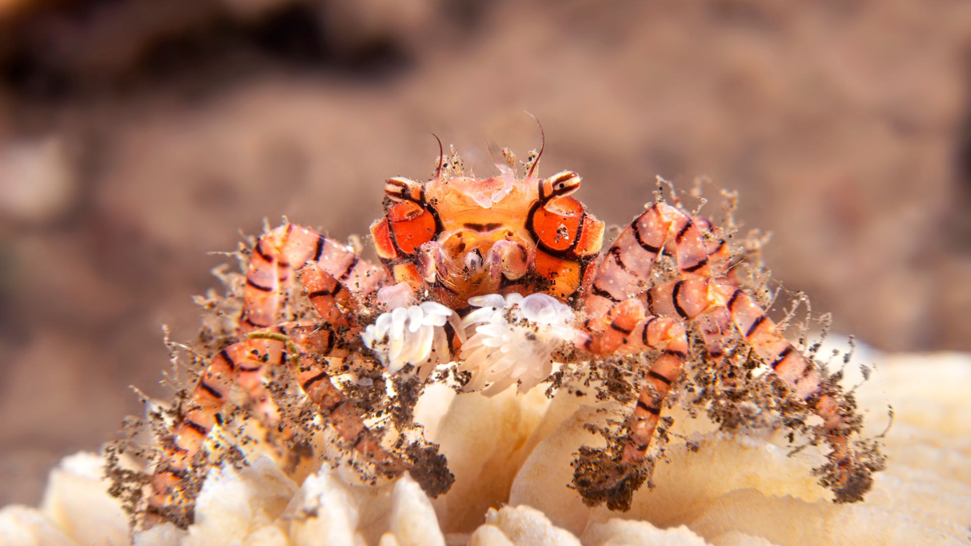 Pom-Pom Crab