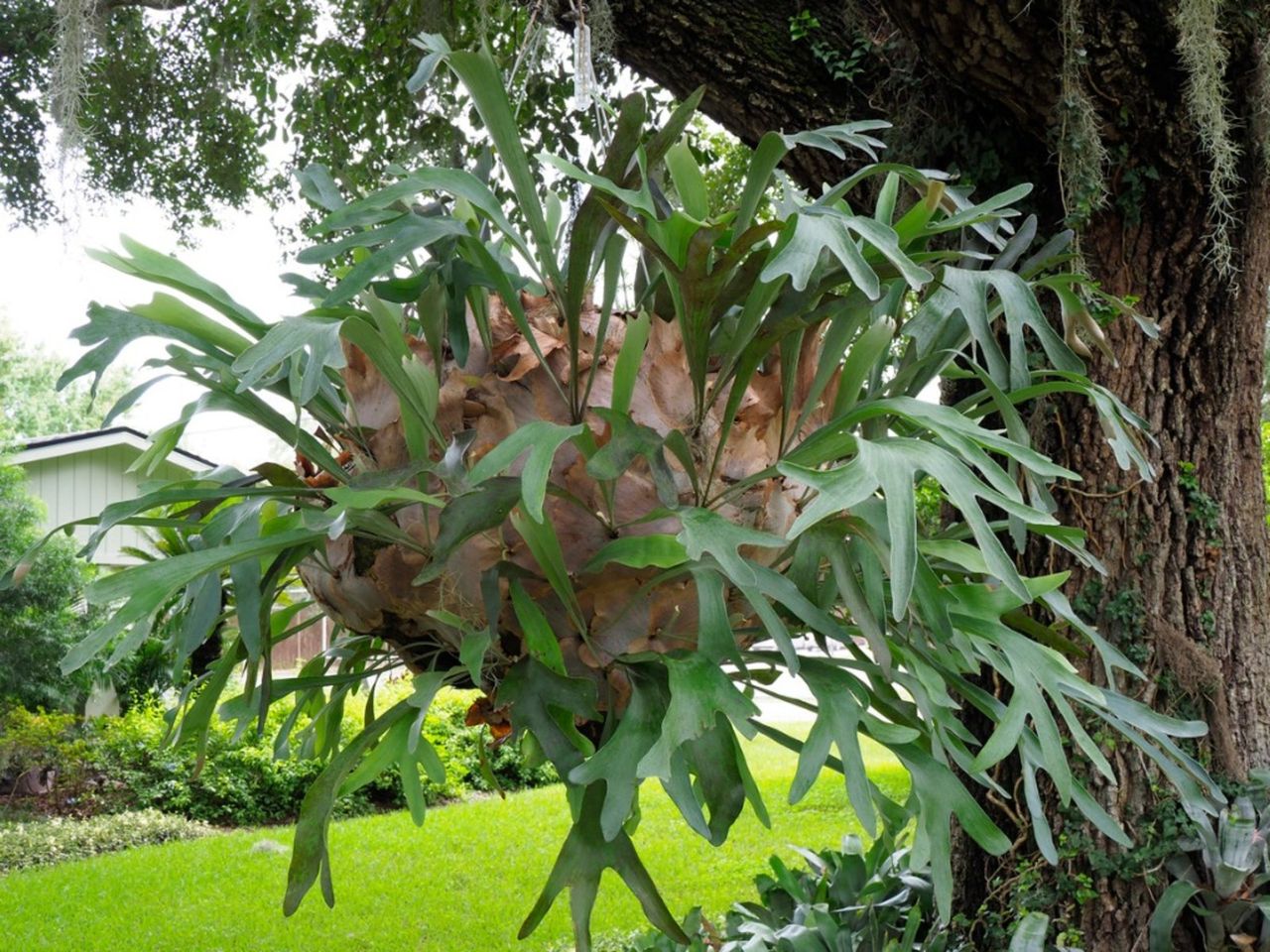 A Diseased Staghorn Fern Plant