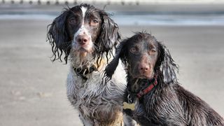 Springer and cocker spaniels on beach