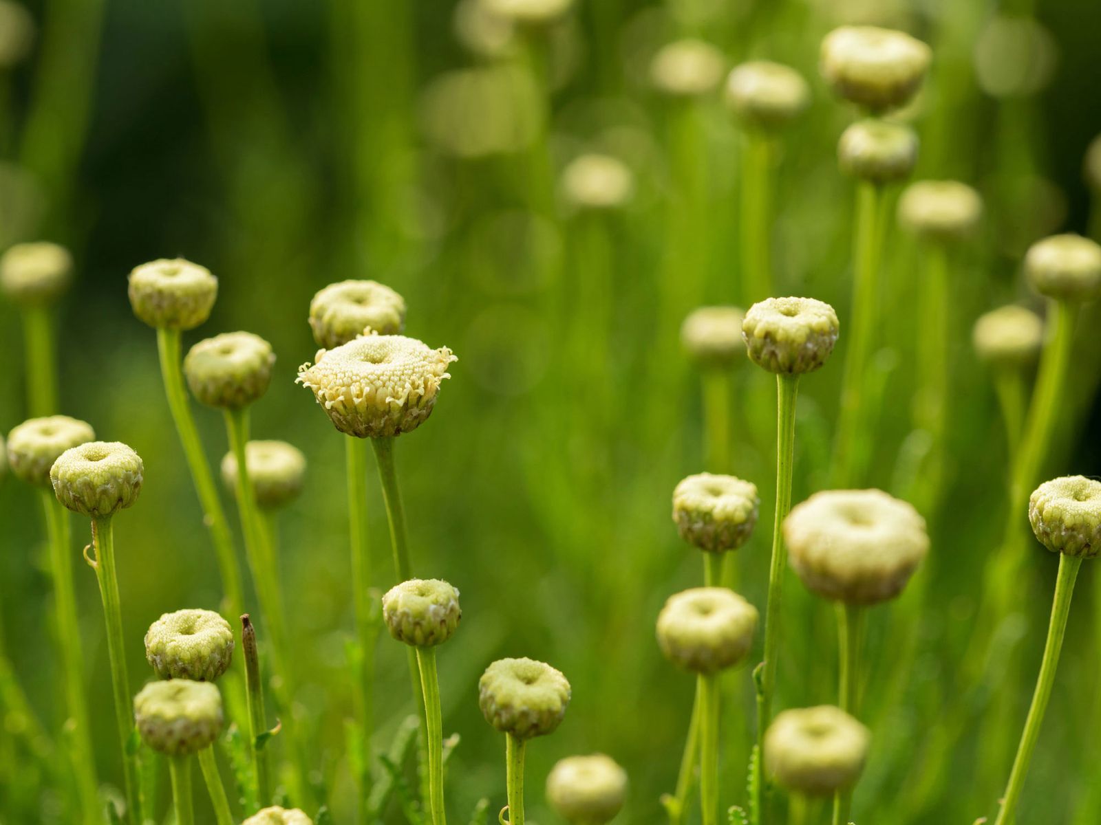 Best plants for a dry garden Livingetc