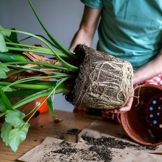 Male hands hold Alocasia plant with exposed roots, soil after removal from pot