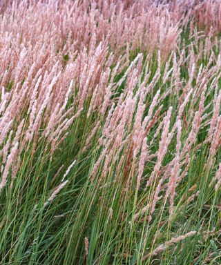 Rows of feather reed grass with pnk fluffy tops and dark green stems