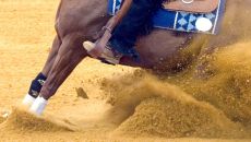 A reining horse