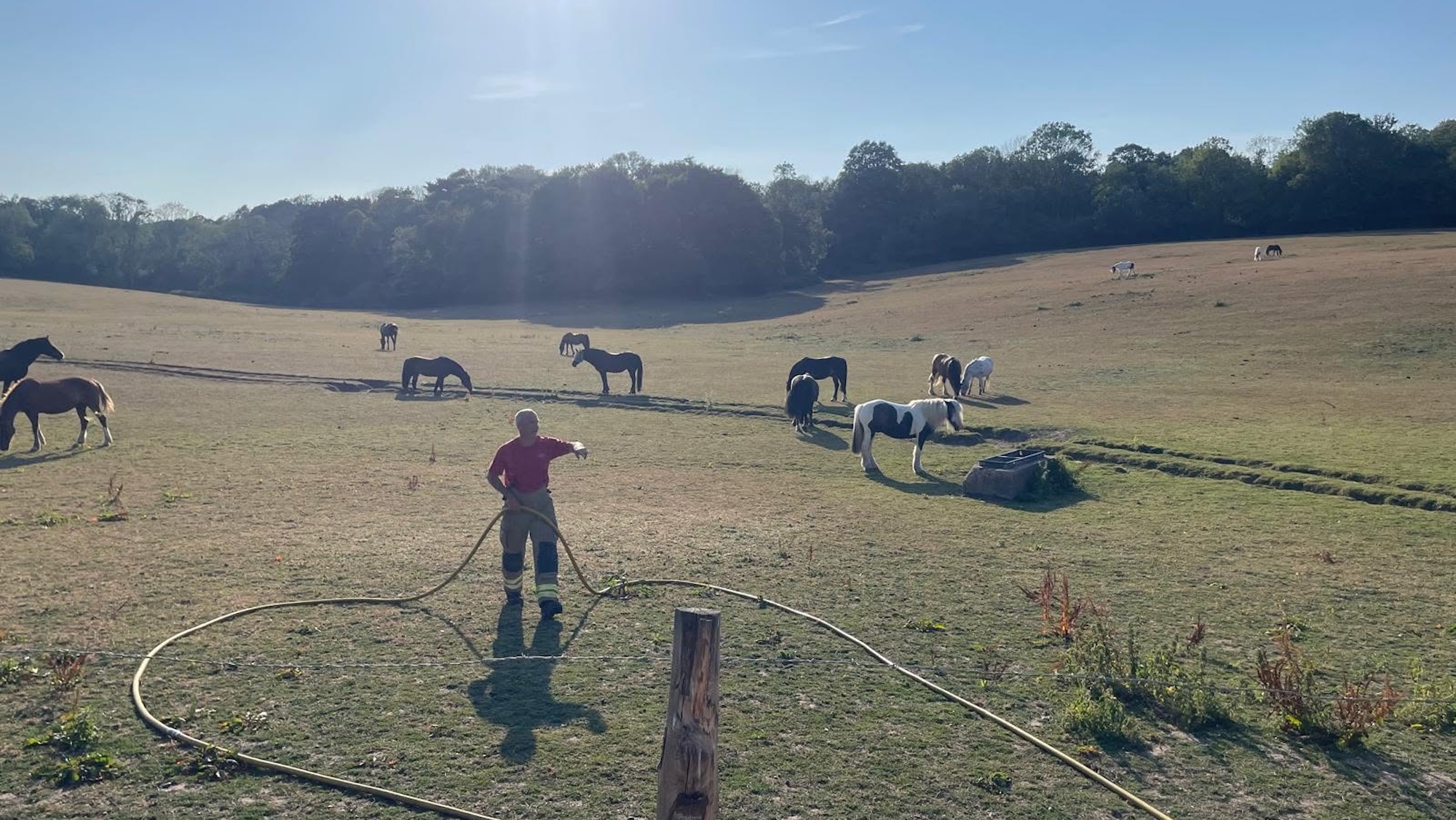A firefighter in a field with horses