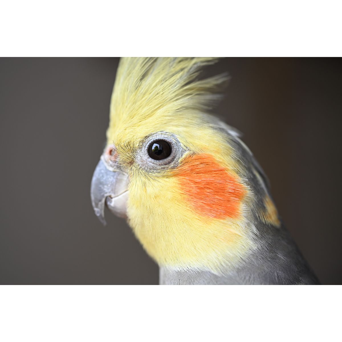 close-up of cockatiel