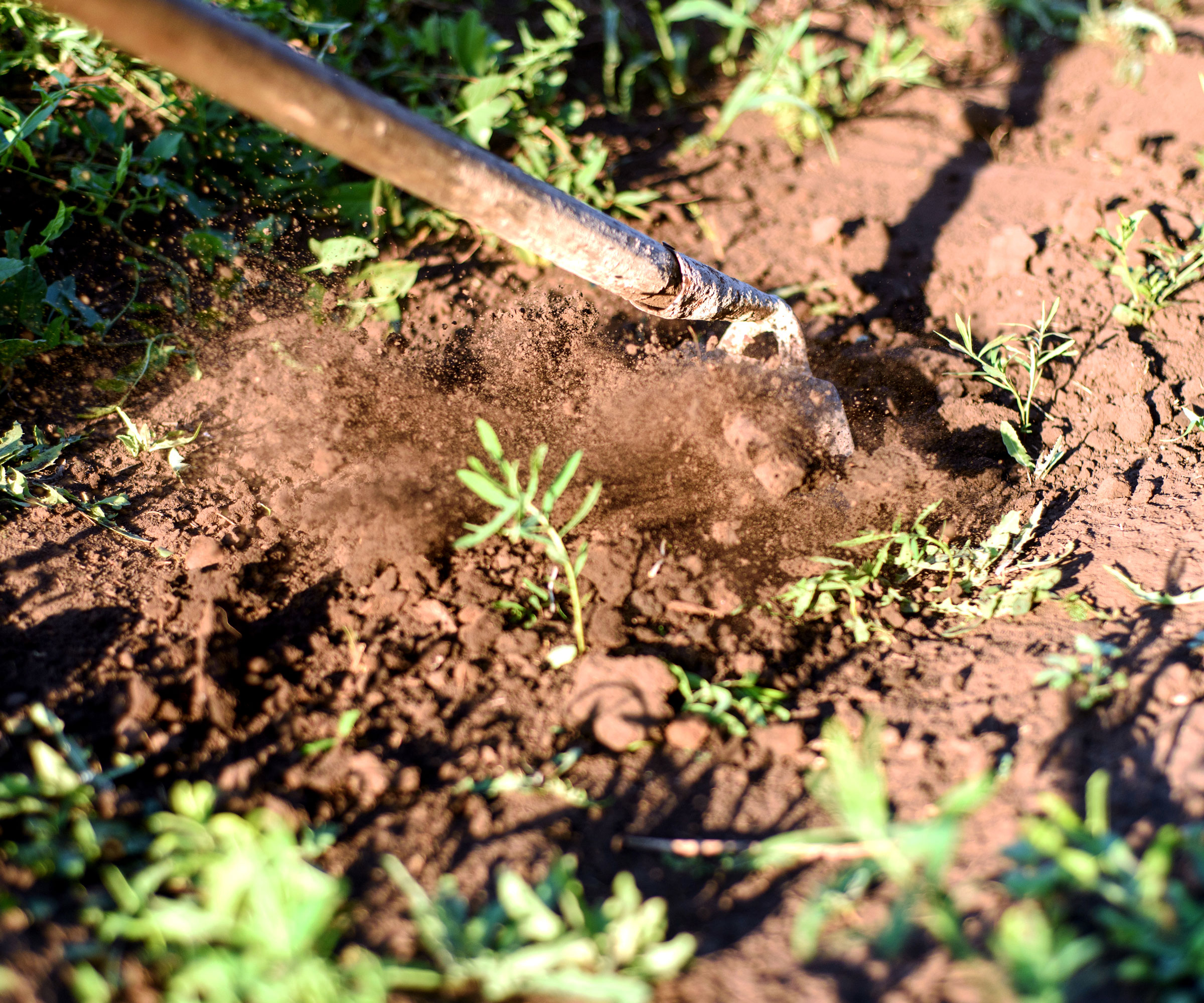 weeding with stirrup hoe in backyard in sun