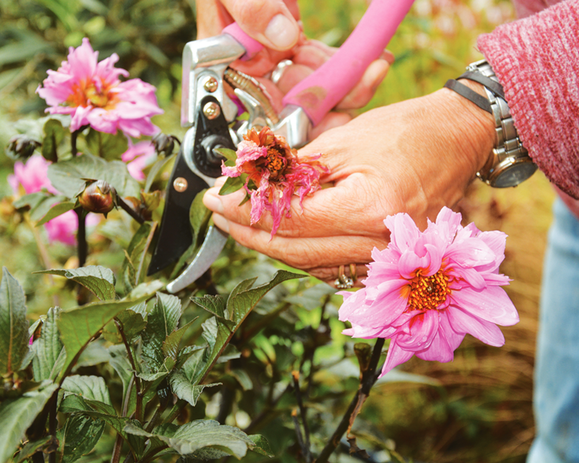 hands holding pink pruning shears and deadheading faded flowers from a pink dahlia plant