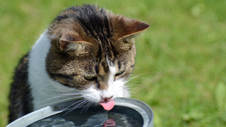 Cat drinking outside