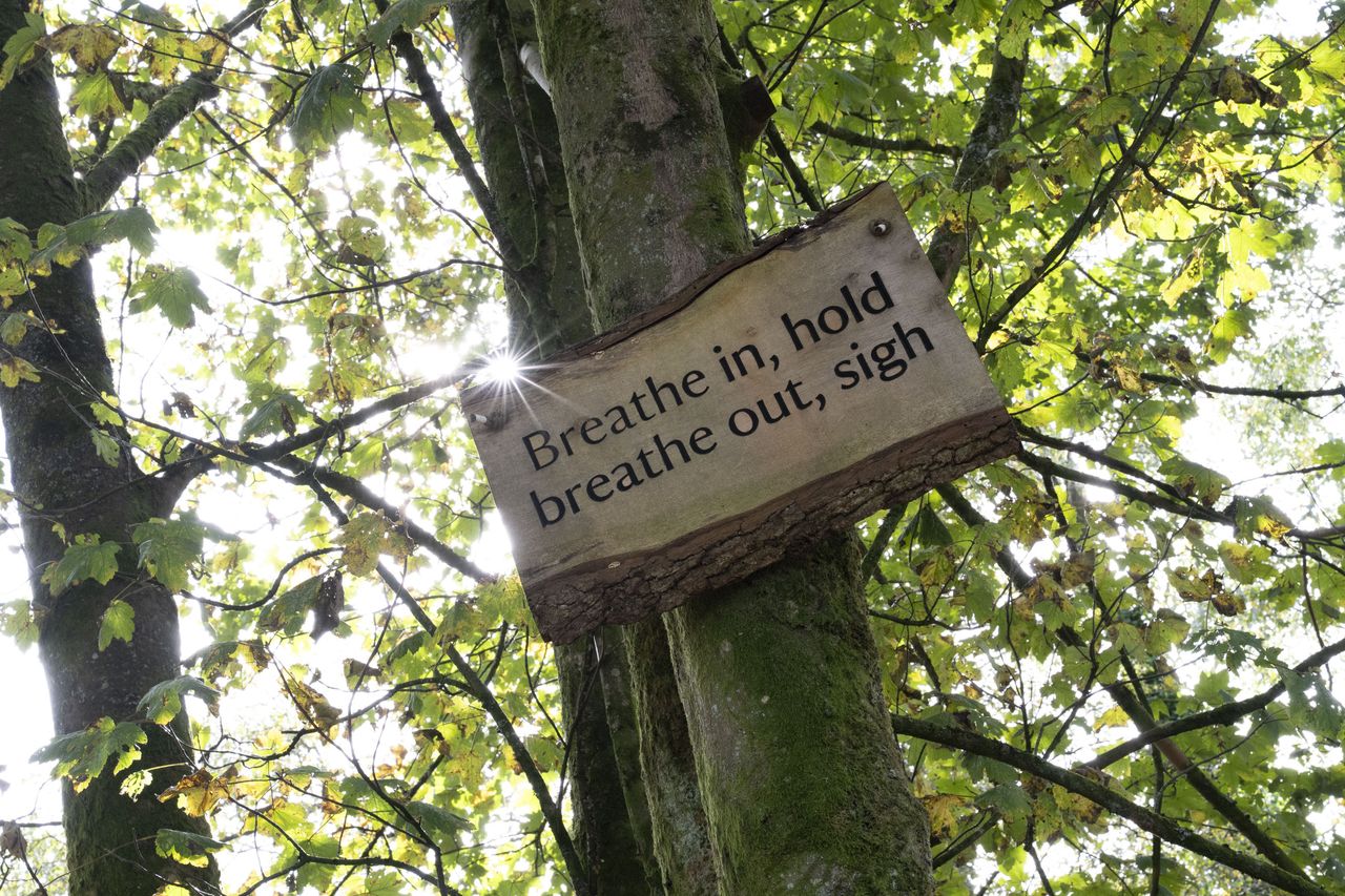 Nikon Z 24-70mm f/2.8 S II sample gallery: a wooden sign up a tree that says Breathe in, hold, breathe out, sigh, with the sun behind it