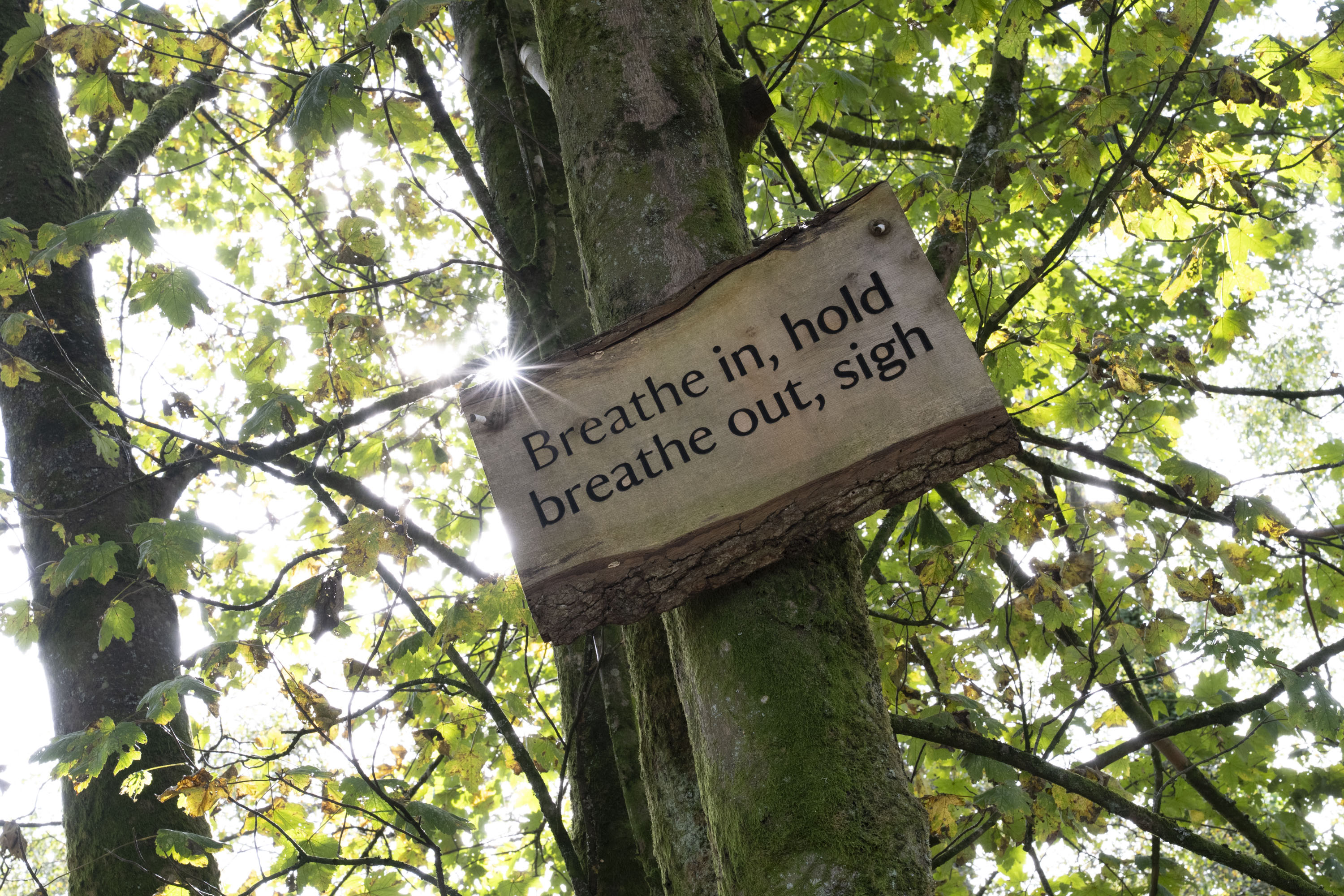 Nikon Z 24-70mm f/2.8 S II sample gallery:  a wooden sign up a tree that says Breathe in, hold, breathe out, sigh, with the sun behind it