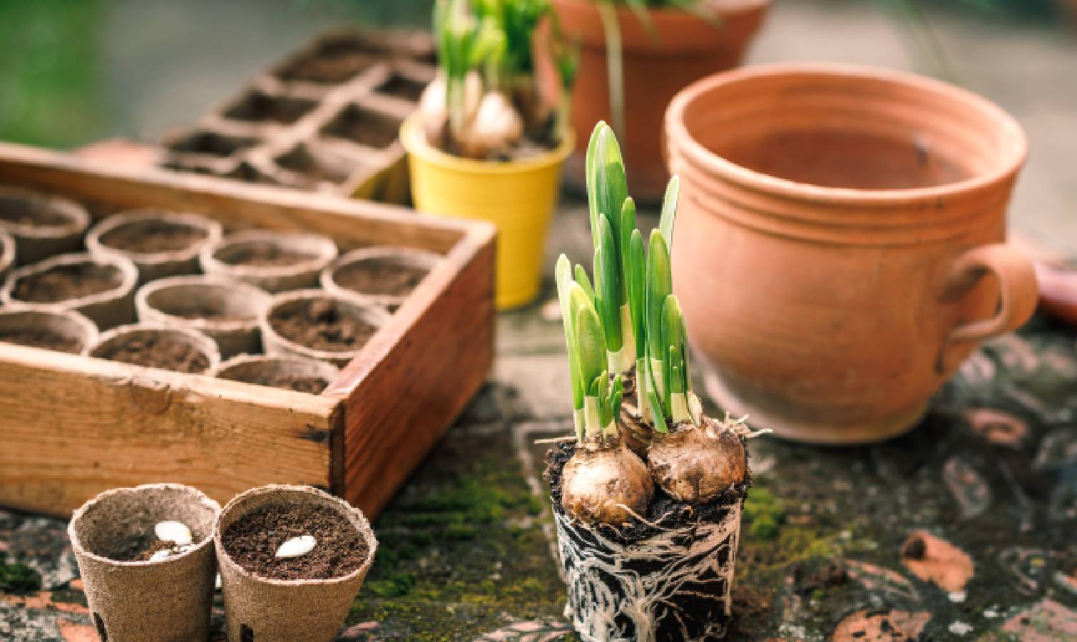 Daffodil bulbs and containers