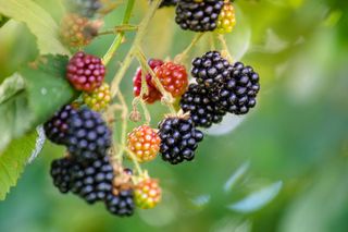 growing fruit in pots: blackberry