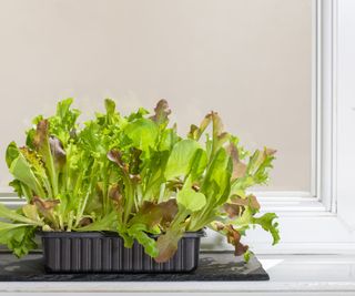 Green lettuce leaves growing on an indoor windowsill